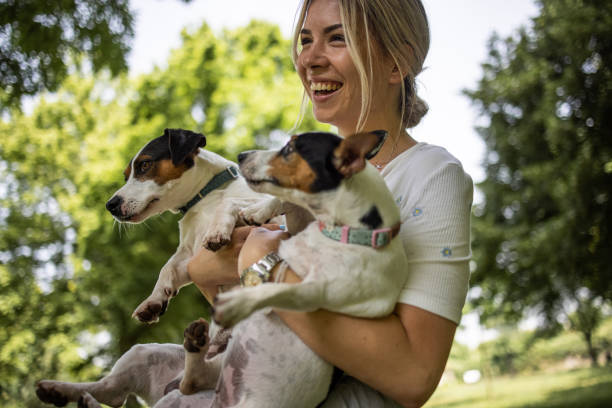 istock Young woman carrying two dogs while laughing in park 1332026011