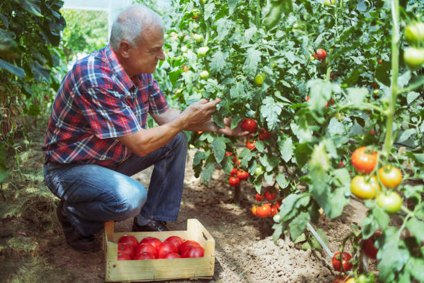 Farmer harvesting tomatoes