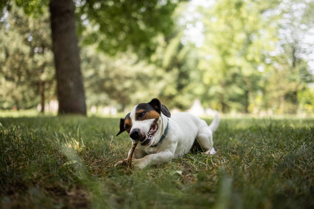 Cute dog lying on grass field in park and playing with branch