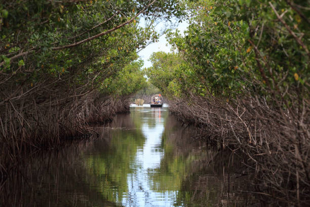 airboat acelera a través de caminos de manglares en el pantano de los everglades en everglade city - parque nacional everglades fotografías e imágenes de stock