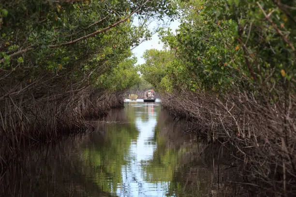 Airboat speeds through mangrove pathways in the swamp of the everglades in Everglade City, Florida.