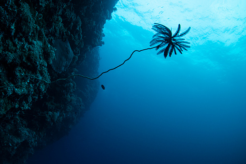 View of a crinoid and reef wall in Palau, Micronesia