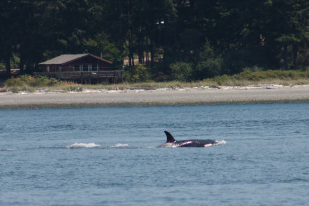 istock Orcas in the Puget Sound 1332030637