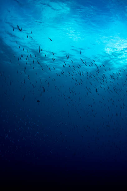 meeresleben - palau, mikronesien - deep sea diving stock-fotos und bilder
