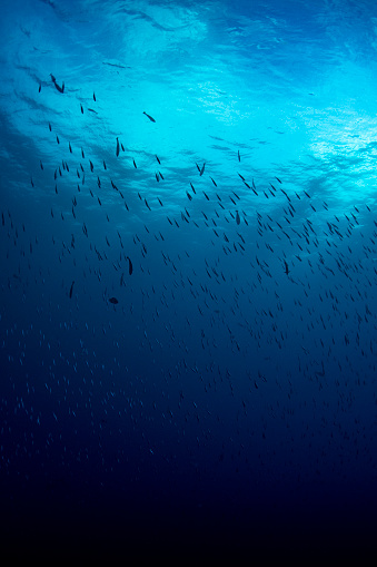 Image of a school of fish in Palau, Micronesia