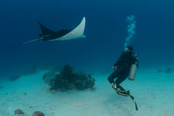 istock Manta Ray and female diver - Palau, Micronesia 1332031289
