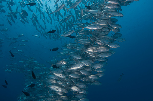 A large school of jack fish in Palau, Micronesia