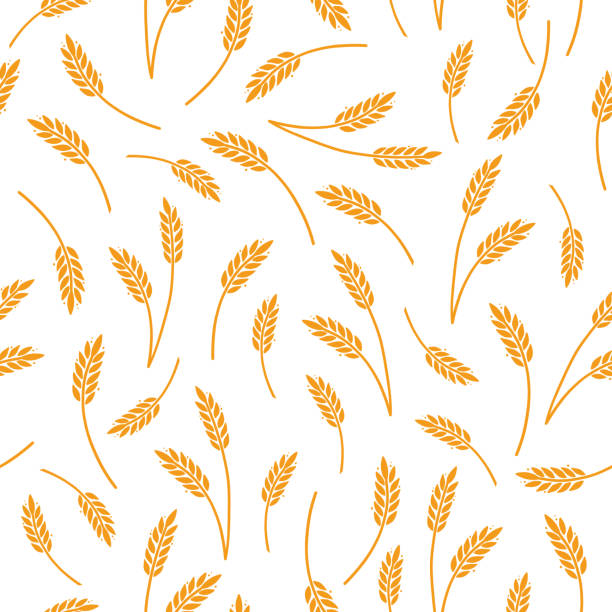 pszenica, jęczmień, wzór ryżu do zbóż - barley grass illustrations stock illustrations