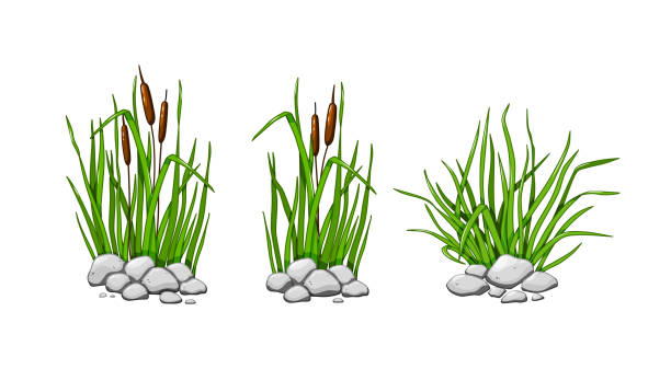 Reeds and grass grow in the stones. The green grass set is isolated on a white background. Vector illustration. Reeds and grass grow in the stones. The green grass set is isolated on a white background. Vector illustration. sedge stock illustrations