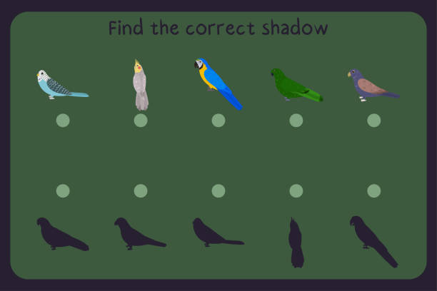 Matching children educational game with parrots - budgies, cocatiel, macaw, eclectus, bronze wing pionus. Find the correct shadow. Matching children educational game with parrots - budgies, cockatiel, macaw, eclectus, bronze wing pionus. Find the correct shadow. Vector illustration. echo parakeet stock illustrations
