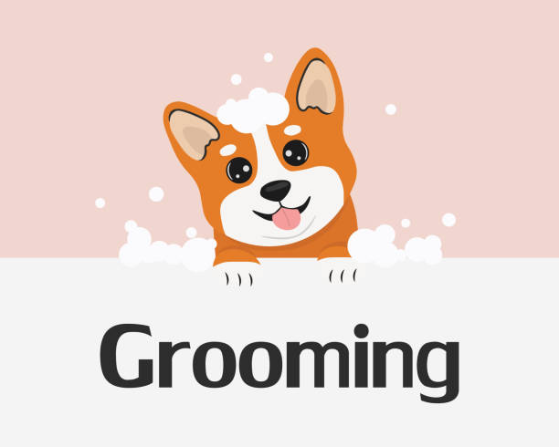 ilustrações de stock, clip art, desenhos animados e ícones de cute corgi dog taking a bath with bubble. illustration for pet grooming, banner. vector illustration in cartoon style. grooming concept. - dog bathtub washing puppy