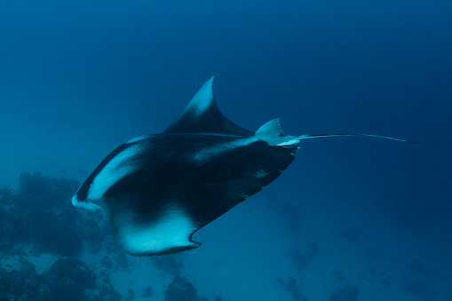 View of  a Manta Ray at the German Channel dive site in Palau, Micronesia