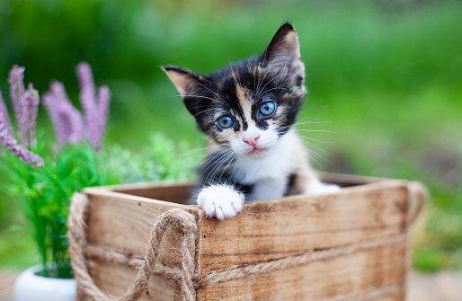 Fluffy colorful cat sits in wicker basket in summer garden