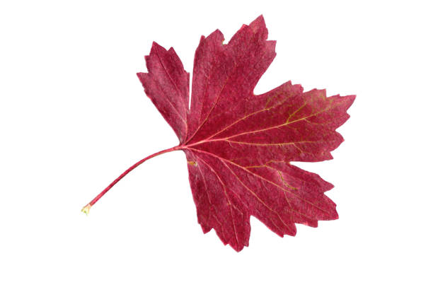 istock Bright lilac autumn colorful currant leaf on white isolated background close up 1332041790