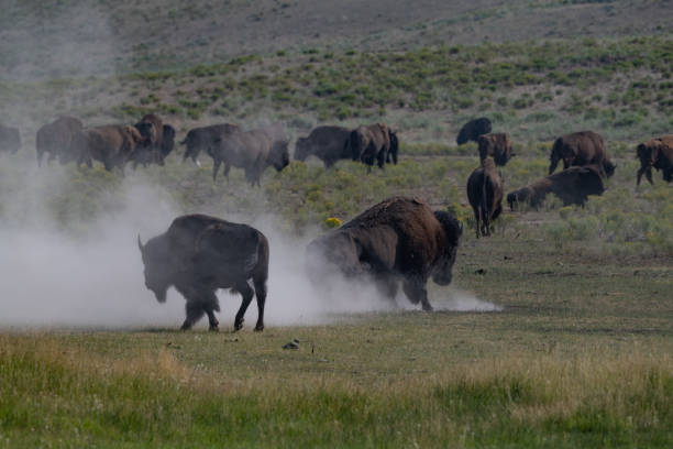 istock Buffalo (bison) bulls dusting off flies, bugs during rut 1332043666