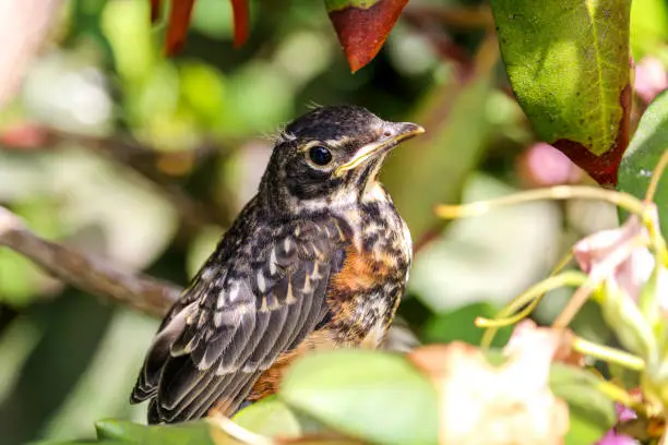 An American robin fledgling perching in a rhododendron bush.