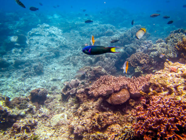 istock Coris gaimard, the yellowtail wrasse or African coris 1332044675