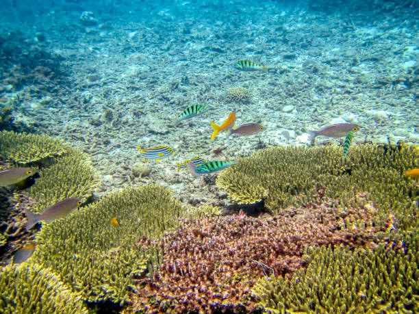 sixbar wrasse or six-banded wrasse (Thalassoma hardwicke) ,Lutjanus fulvus, the blacktail snapper, flametail snapper, redmargined seaperch, Waigeu snapper or yellowmargined sea perch, yellowbanded sweetlips, oblique-banded sweetlips, diagonal-banded sweet wrasse de seis barras o wrasse de seis bandas (thalassoma hardwicke), lutjanus fulvus, el pargo de cola negra, el pargo de cola de llama, la perca marina de mar demarginas rojas, el pargo de waigeu o la perca de mar de color amarillo, los labios dulces de