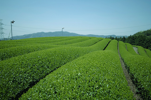 Uji tea is famous as a souvenir that represents the tourist destination Uji. Teahouses are lined up on Ujibashi-dori and Byodo-in-dori in the center of Uji City, and tourists can often see them drinking and buying tea.