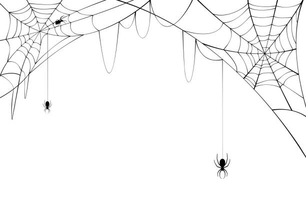 schwarze spinnen mit zerrissenen netzen. gruseliges spinnennetz für halloween. - spinnennetz stock-grafiken, -clipart, -cartoons und -symbole