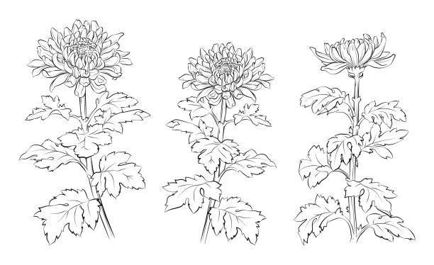 illustrazioni stock, clip art, cartoni animati e icone di tendenza di illustrazione del fiore di crisantemo come se fosse disegnato con un pennello - single flower chrysanthemum design plant