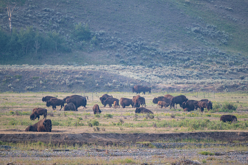 Buffalo (bison) herd of mothers and calves beside river in circle for protection from wolves and grizzly bears that would harm them in Lamar Valley in Yellowstone National Park in summer. This is in western USA near Cooke City, Gardiner and Mammoth Hot Springs in Montana on border with Wyoming. John Morrison Photographer