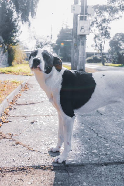istock White dog with black spots looking at the camera and walking. Pet concept 1332049502