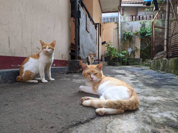 istock Three cats on the one photo frame 1332051519