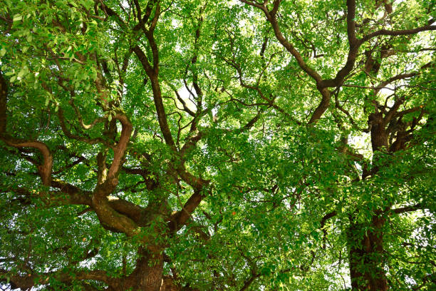 istock Looking up at treetops in summer 1332051745