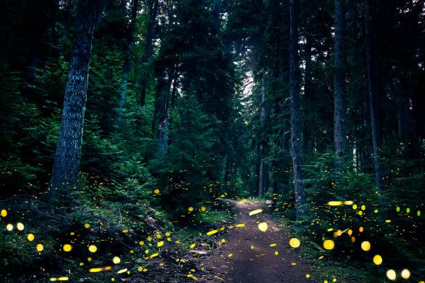 istock Fireflies flying in the forest at twilight. 1332051940