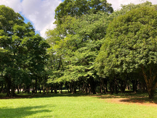 istock The green field with trees in the park 1332053019