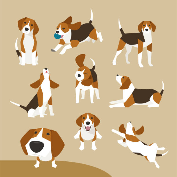 illustrations, cliparts, dessins animés et icônes de diverses poses d’un joli personnage de beagle. - comportement animal