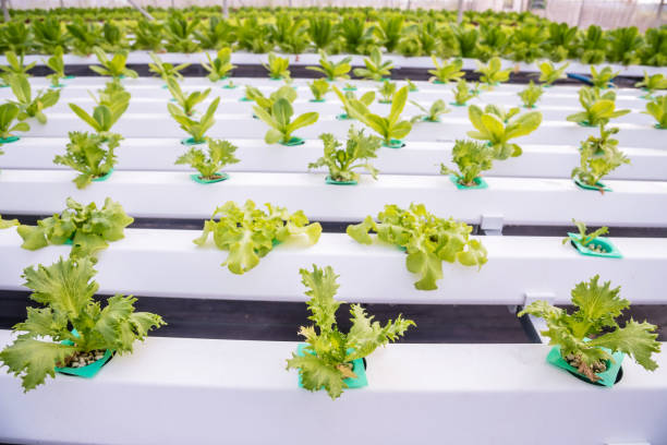 istock Organic hydroponic vegetable growing in water without soil 1332053655