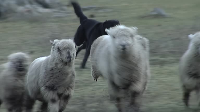 Sheepdog watching Sheep in Field, Tandil, Buenos Aires Province, Argentina.