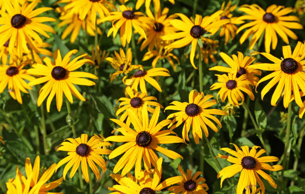 istock Yellow daisy with black center 1332053719