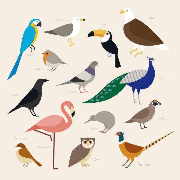 Collection of birds of various species. vector design illustrations. lark stock illustrations