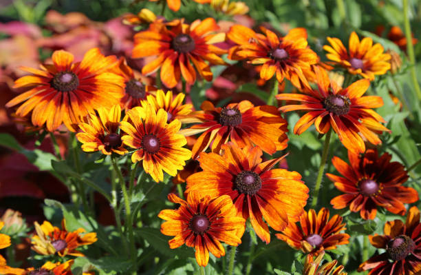 istock Red rudbeckia close up 1332053735