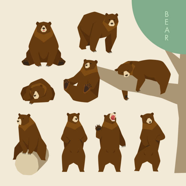 Cute poses of a scary bear. vector art illustration
