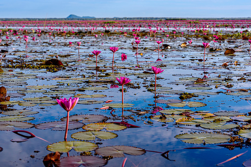 Beautiful scenery of pink lotus at Thale noi wetland in Phatthalung, Thailand. Thale noi wetland one famous tourist attraction in South of Thailand.