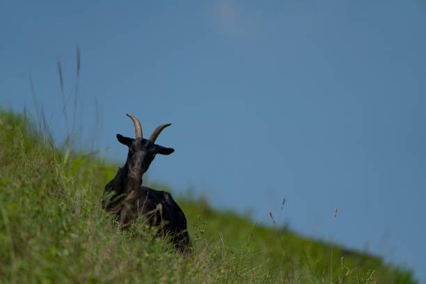 Catching a Black Goat Running in the Mountains