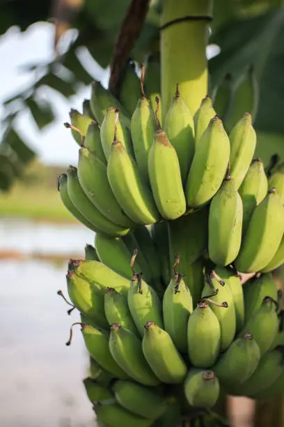 Green bananas in the garden on the bananatree agriculture plantation in thailand.