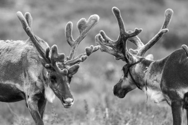 istock Nice meadow grass with reindeer in Mongolia 1332056184