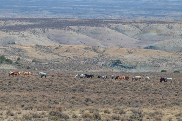 istock Wild horses (mustangs) in Sand wash basin 1332056316