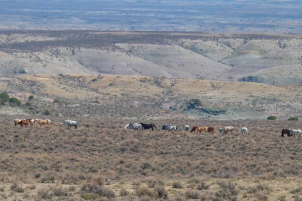 istock Wild horses (mustangs) in Sand wash basin 1332056845