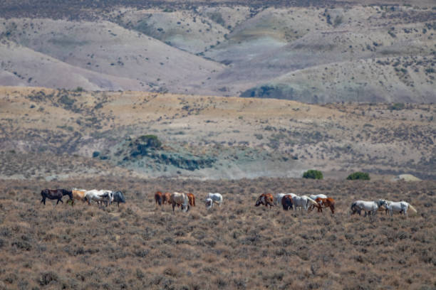 istock Wild horses (mustangs) in Sand wash basin 1332056871
