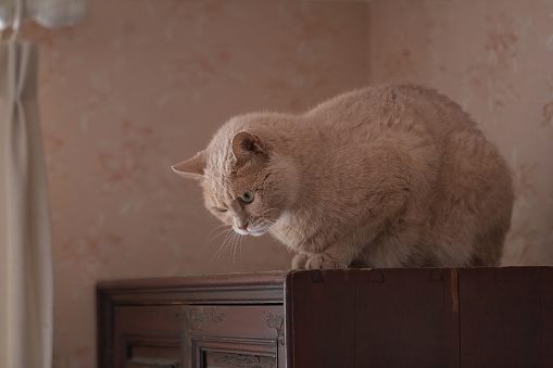 The wheat-colored cat crouched on the top of the wardrobe and looked down