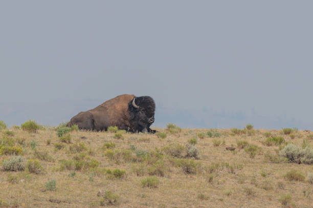 istock Large Bison (buffalo) bull resting on hill top 1332060060