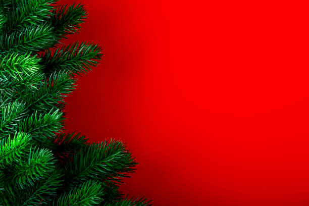 istock Fluffy green spruce branches on red background, christmas concept with free space for text 1332060686