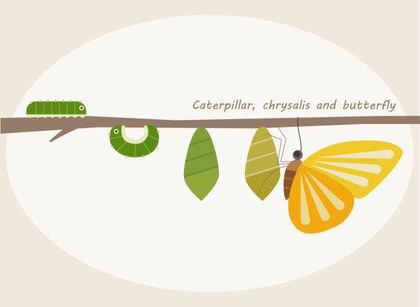 The process by which a caterpillar becomes a butterfly. vector art illustration