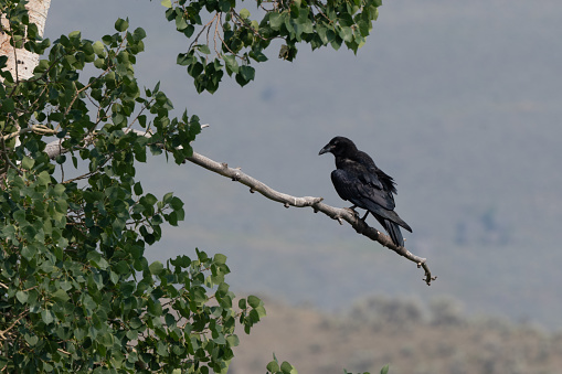 Raven perched in a tree in Lamar Valley in Yellowstone National Park in western USA. on the borders of Wyoming and Montana. John Morrison Photographer